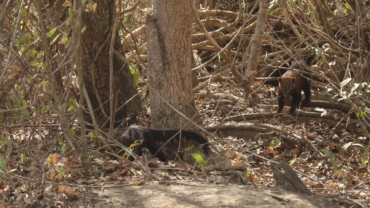 Coati e scimmie cercano cibo nel Pantanal brasiliano