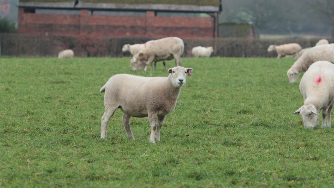 Pecore al pascolo. Inverno. Staffordshire. Inghilterra
