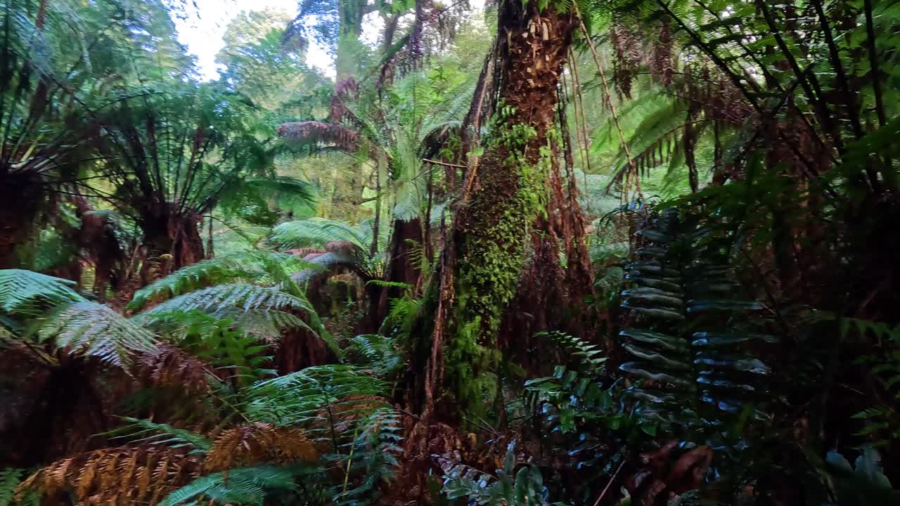 열대 우림 길 을 따라 울창 한 초록색