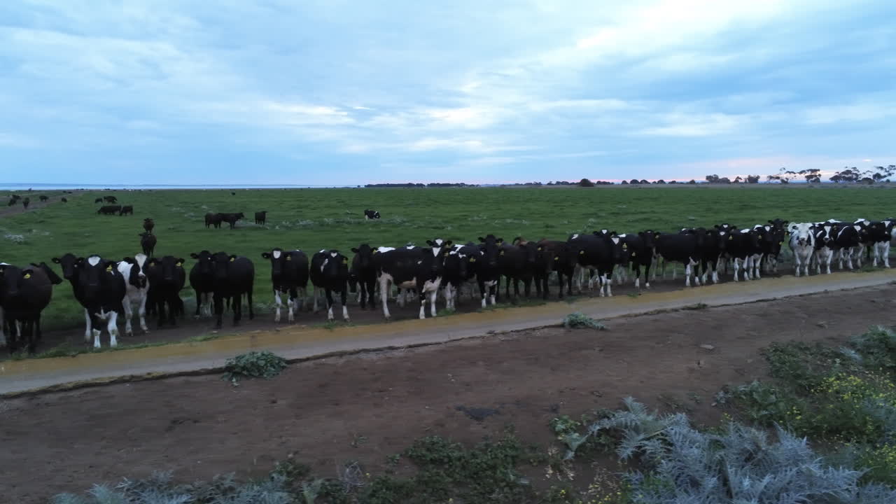 коровы выстроились в ряд у кормушки с эффектным видом на небо с беспилотного летательного аппарата