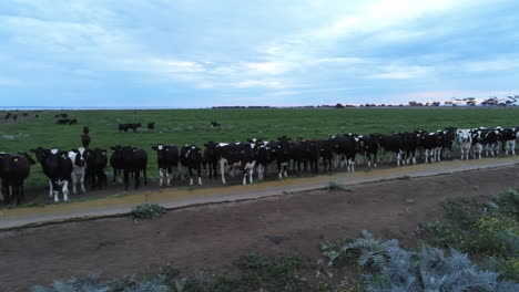 Cows-lined-up-at-feeding-trough-with-dramatic-sky-aerial-drone-view