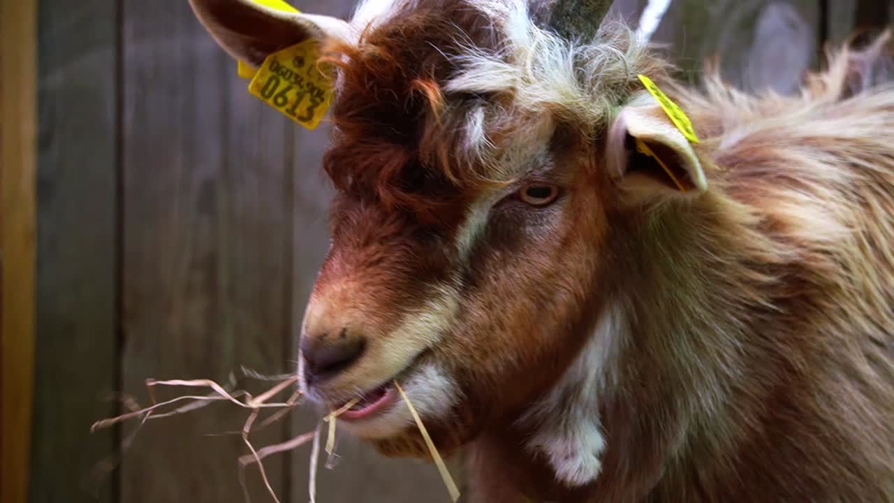 goat ēd sienu un skatās riņķī