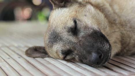 una pulga arrastrándose a través de la piel en la cabeza de un perro dormido - cerrar
