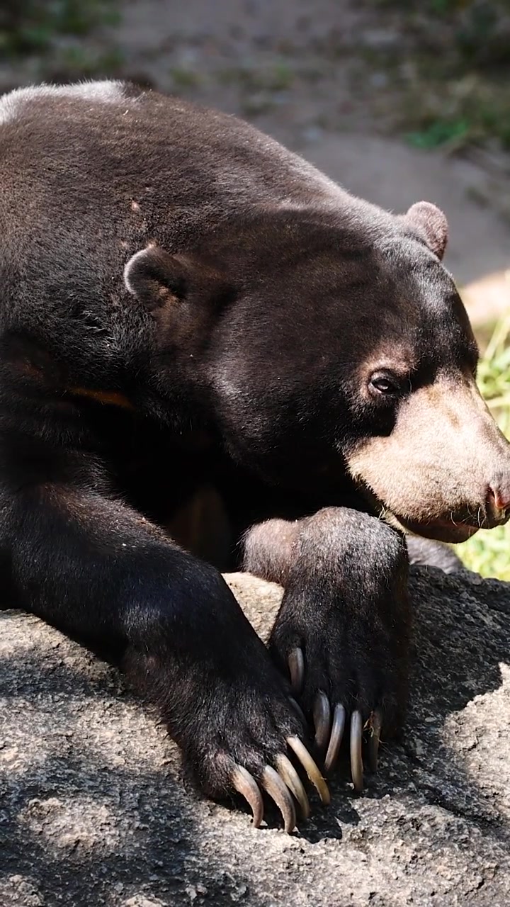 Orso malese che riposa su una roccia alla luce del sole.