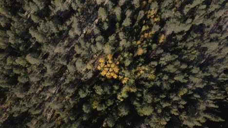 Imágenes-Aéreas-De-Un-Bosque-De-Pinos-Remoto-En-Finlandia