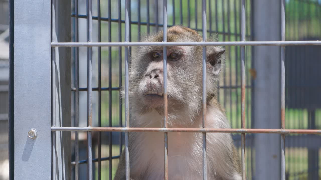 포로 상태 에서 울타리 뒤 에서 초록색 을 먹고 있는 마카크 원 ⁇ 이