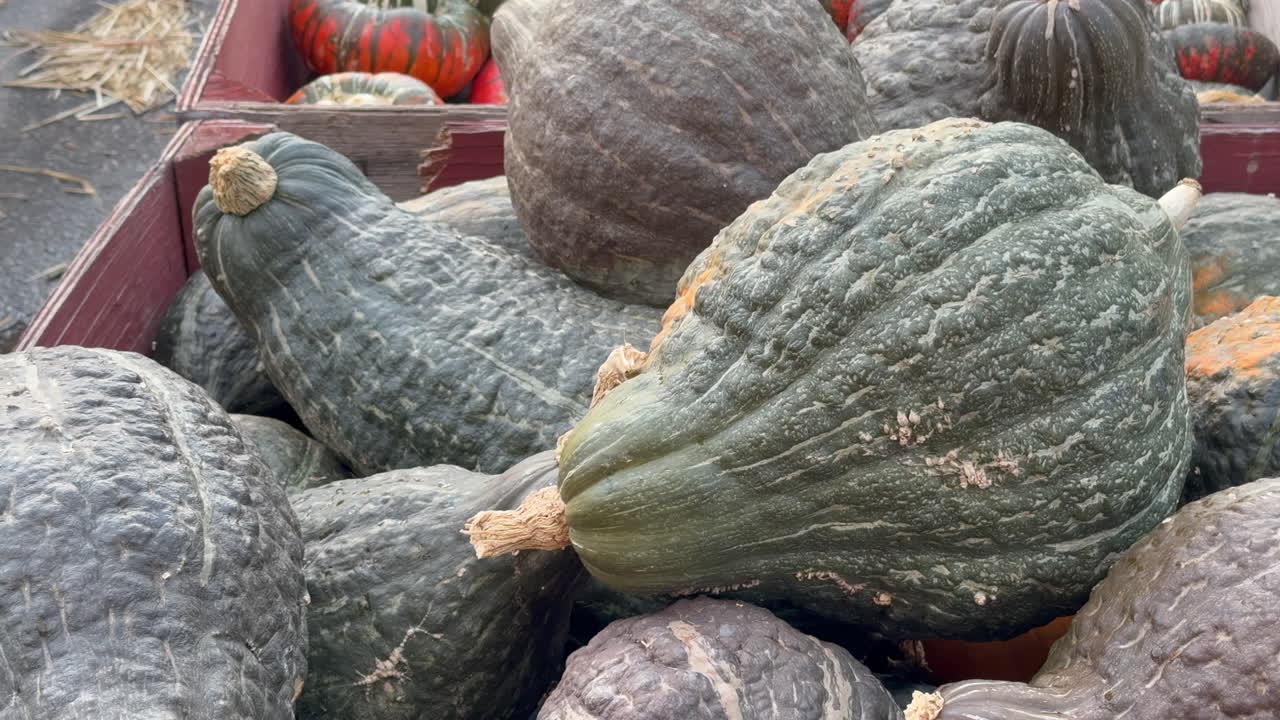 Seasonal gourds stacked in abundance, perfect for cooking or decorating.