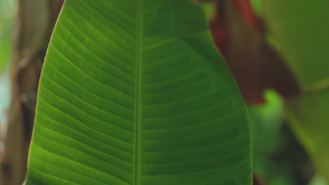 Close-up of a tropical green leaf with soft, blurred background. Botanical texture, natural patterns and lush foliage concept in an outdoor setting.