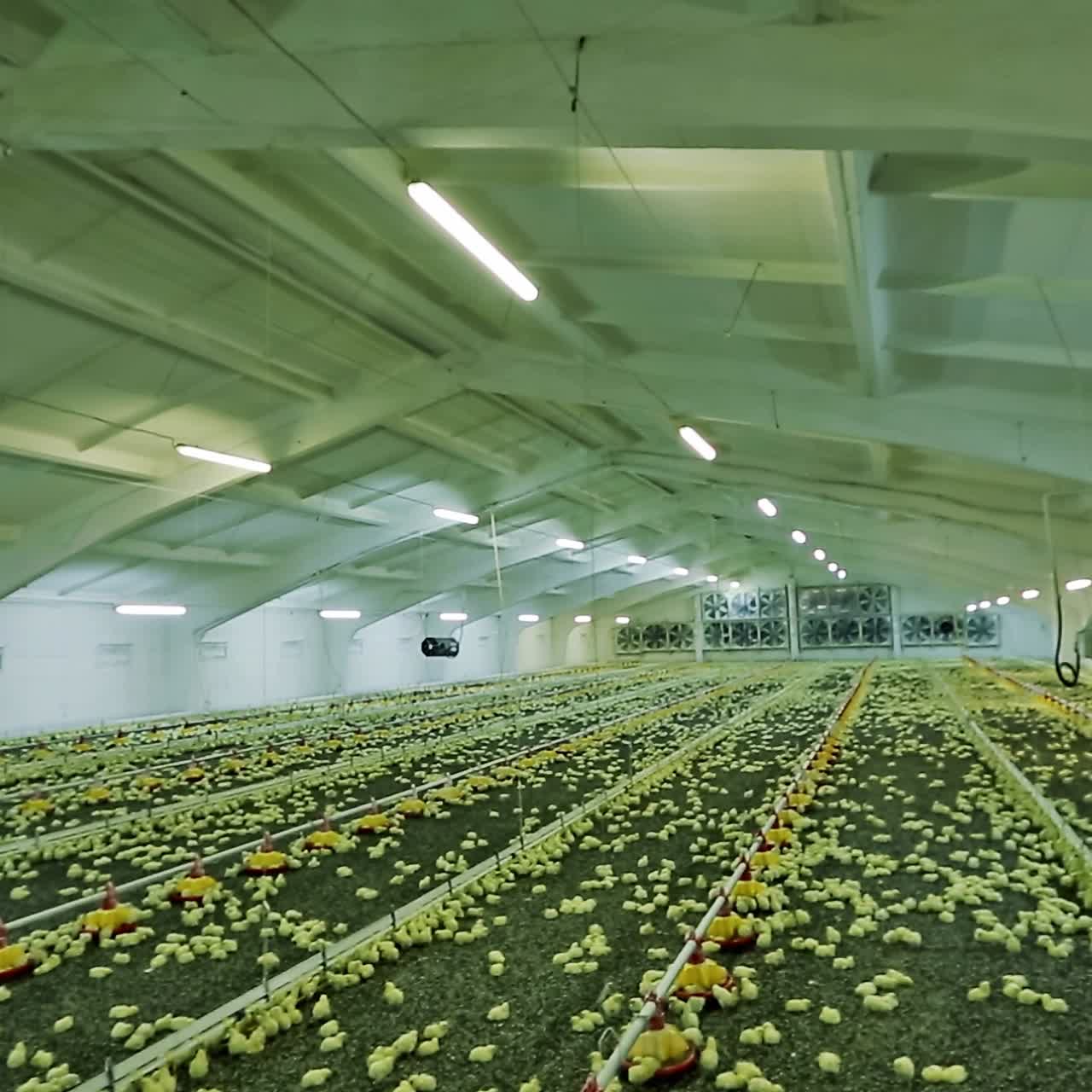 Chicken broilers in poultry farm