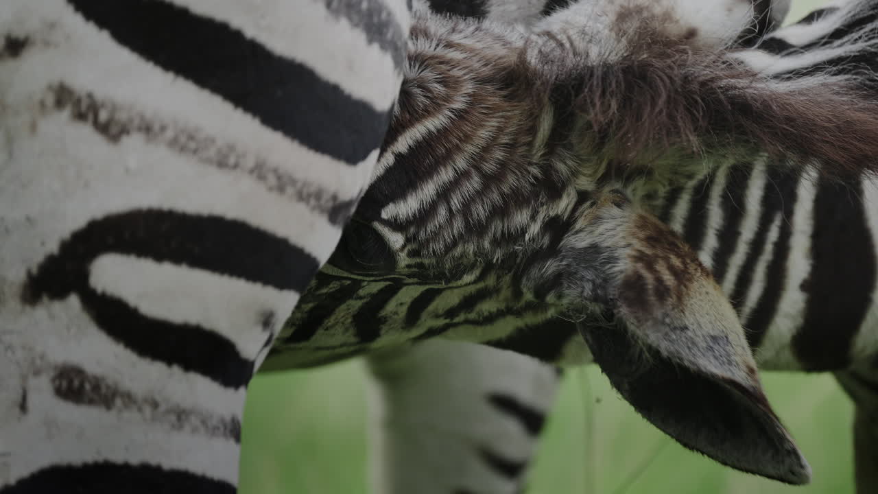Baby Zebra Nursing