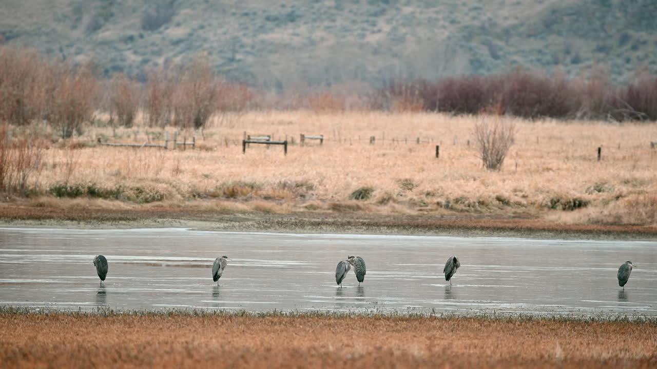 Tranquil Herons at Rest in Kamloops Grasslands Pond
