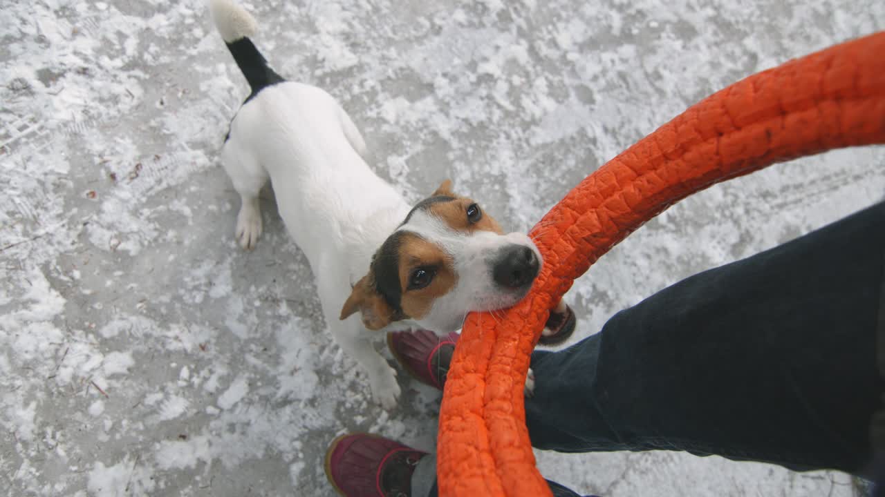 Jack Russell nella neve gioca con il suo giocattolo