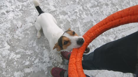 jack russell in the snow plays with his toy