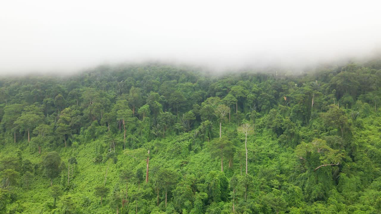 Mystic cloudy line horizontal cover over lush green rain forest