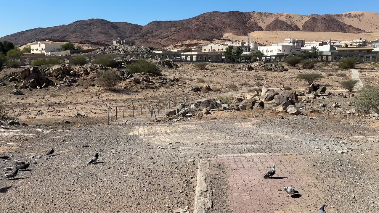 Pigeons flying and feeding at Badr martyrdom