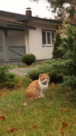 Orange Cat in a Garden