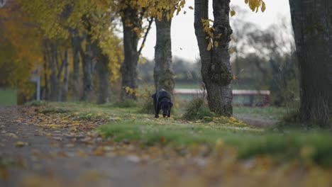 dog in autumn trees and leaves