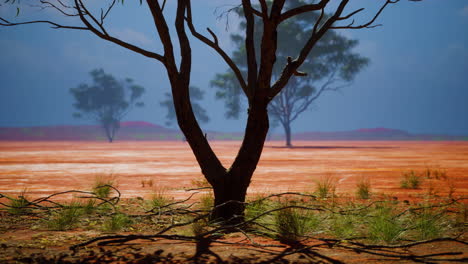 desert trees in plains of africa under clear sky and dry floor