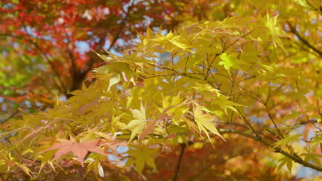 smooth japanese maple trees with colorful autumnal foliage