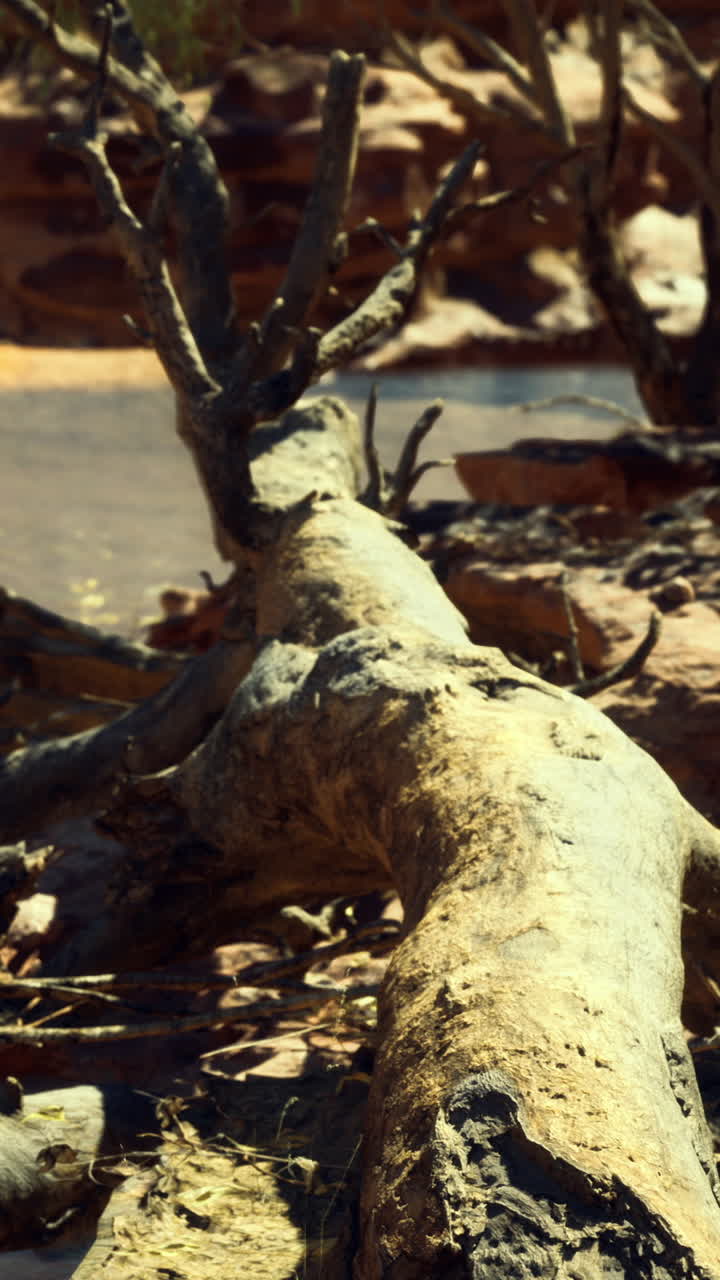 Tree trunk along the riverbank in rugged landscape during daylight