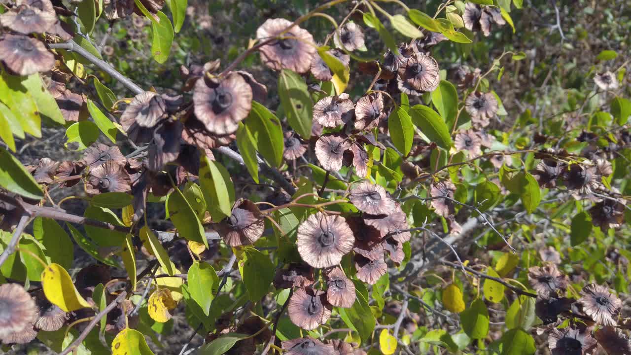 Fruit, branches with thorns and leaves of deciduous shrub Paliurus. Wind in the autumn forest shakes the medicinal plant