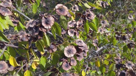 fruit, branches with thorns and leaves of deciduous shrub paliurus. wind in the autumn forest shakes the medicinal plant
