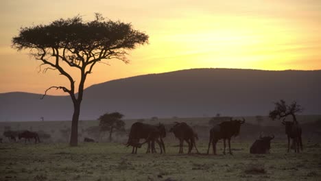 Gnus-In-Der-Abendsonne-03