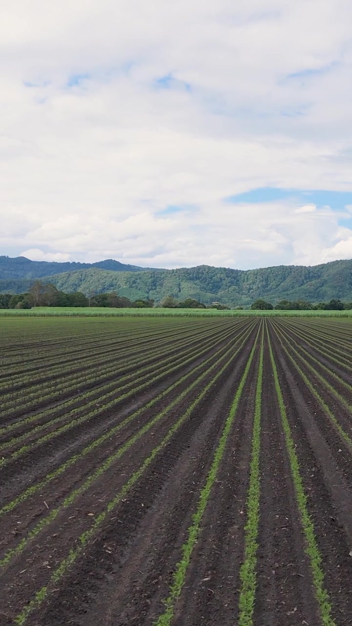 Extensos campos de cana-de-açúcar sob um céu claro