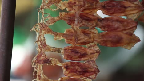 closed up footage of dried squid
