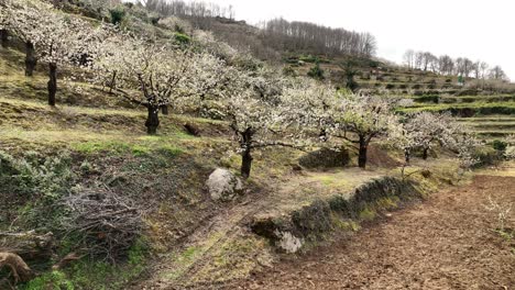 Fascinante-Vista-De-La-Flor-De-Cerezo-En-El-Valle-Del-Jerte,-España