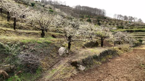 valle del jerte, spain의 벚꽃의 매혹적인 전망