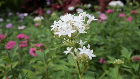 white impatiens walleriana flower blooming in a flower garden in cebu in the philippines