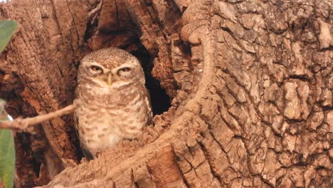 búho en árbol ole - durmiendo