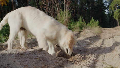 Lustiger-Golden-Retriever-Welpe,-Der-Bei-Einem-Spaziergang-Den-Boden-Gräbt.-Konzept-Der-Jagdinstinkte