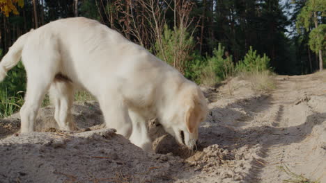 divertido cachorro de golden retriever cavando el suelo en un paseo. concepto de instintos de caza