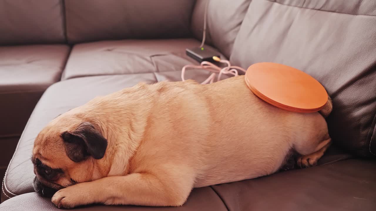 vista lateral de un perro tendido en un sofá con una bobina de mishin en la parte baja de su columna vertebral. cuidando a los animales domésticos.