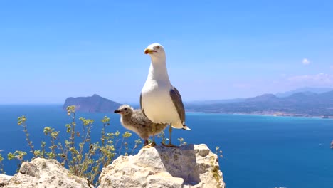 seagull protecting baby seagull on the peak of ifach rock with coastal view