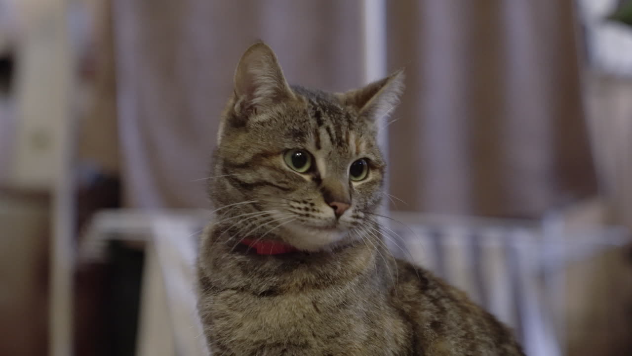 Ripresa a mano di un simpatico gatto grigio che guarda la fotocamera.
