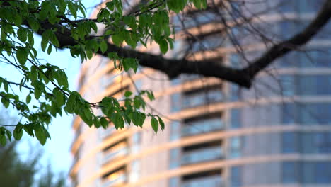 King-George's-park-in-London-at-Sunset,-wind-blowing-through-the-trees-at-golden-hour