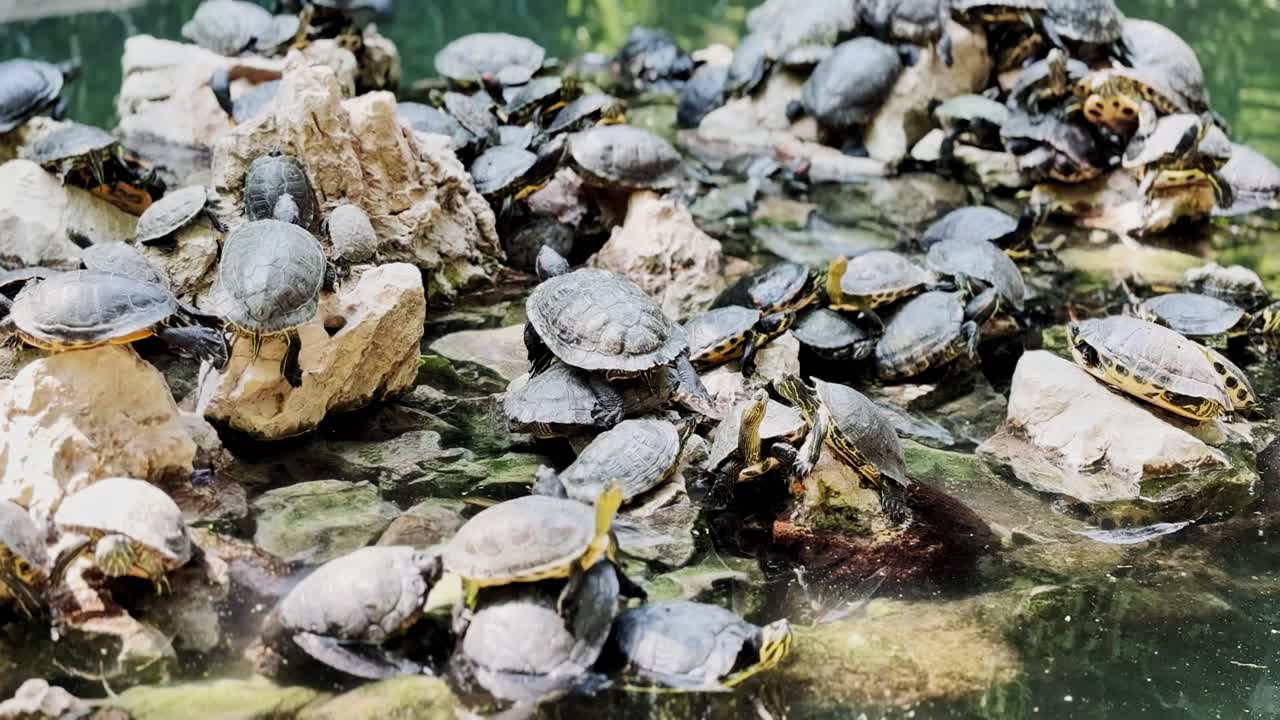 Large Group of Turtles Basking on Rocks in Pond