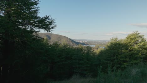 foreground pine trees frame a distant view of canberra’s cbd, blending forest textures with urban silhouettes under a calm sky.