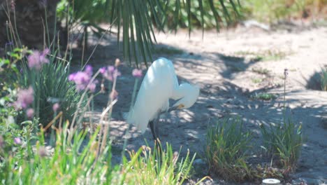 Egret-cleaning-itself-on-a-hot-day