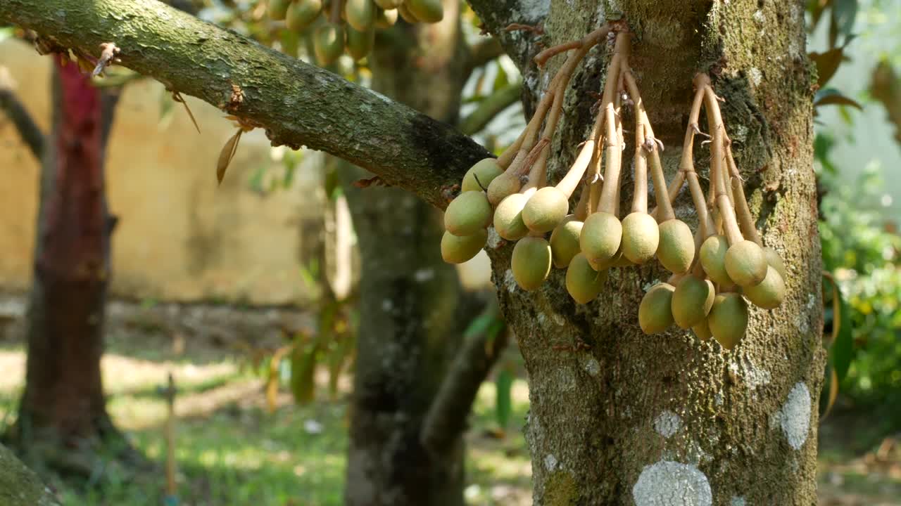 frutas de durian en el árbol