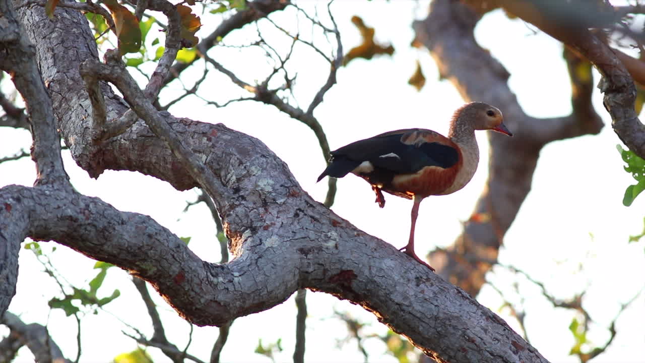 ganso orinoco en peligro de extinción iluminado en un árbol