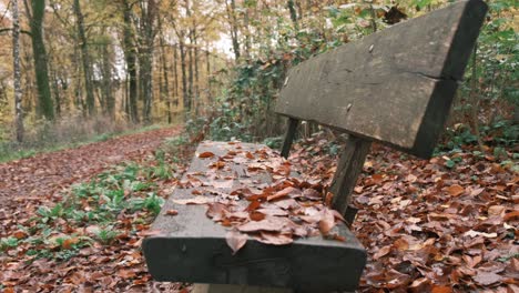 Empty-Bench-at-a-Hiking-trail-in-Luxembourg-in-Fall-season