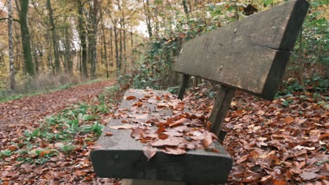 leere bank an einem wanderweg in luxemburg in der herbstsaison
