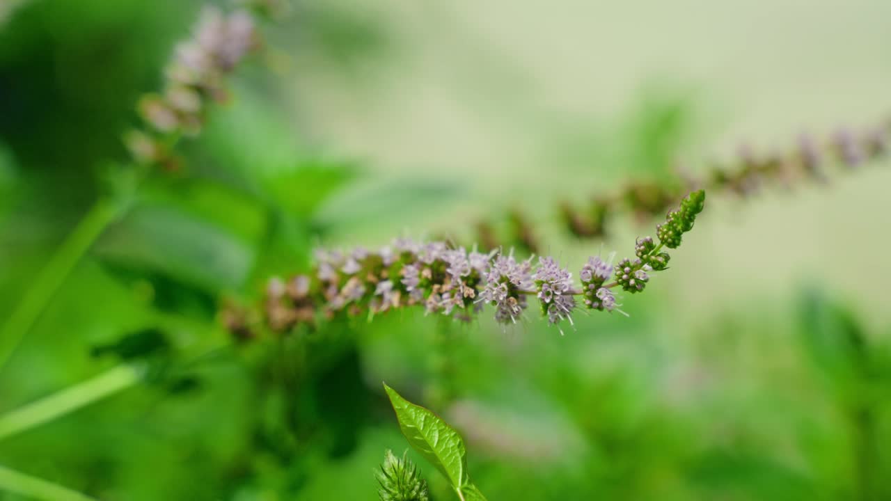 Close-up view about the purple flowers of mentha growing in a natural environment, North America, Quebec, Montreal, Canada.