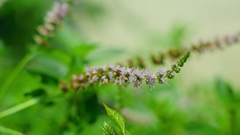 close-up view about the purple flowers of mentha growing in a natural environment, north america, quebec, montreal, canada.