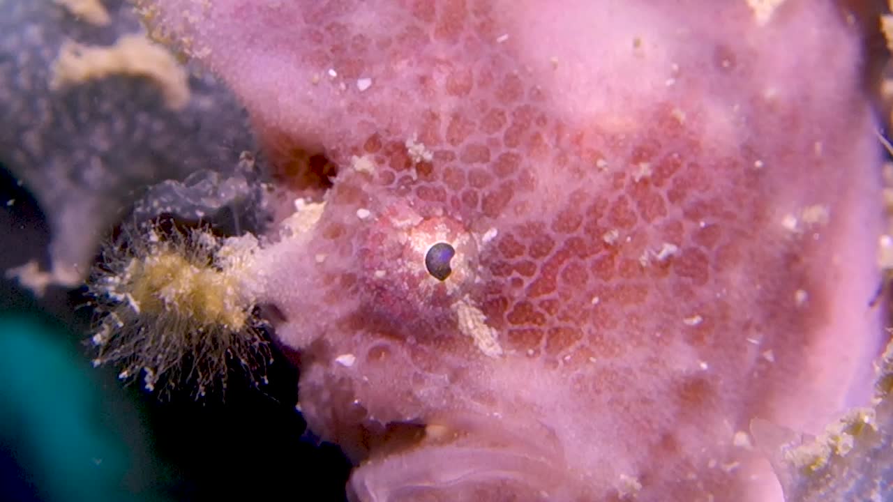 핑크 스폿핀 프로그피쉬 antennatus nummifer의 눈과 유혹을 극단적으로 닫습니다