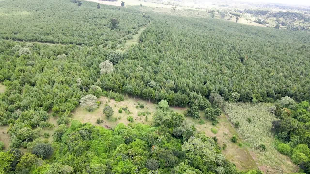 Natural tree conservation Kenya. Forest conservation in Africa.